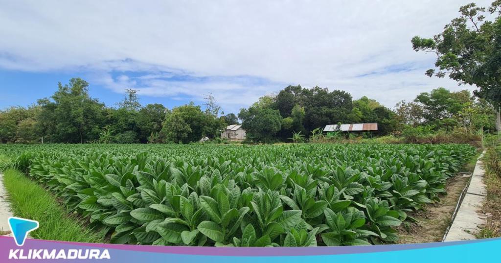 Bupati Sumenep Revisi Perbup Penatausahaan Pembelian Tembakau, Sampel Tak Boleh Lebih 1 Kg dan Wajib&nbsp;Dibeli